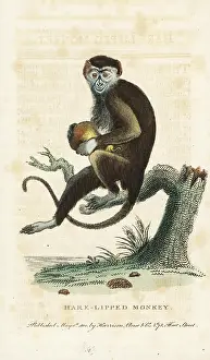 Cercopithecus: Diana monkey, Cercopithecus diana