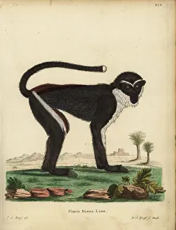 Cercopithecus: Diana monkey or Diana guenon, Cercopithecus