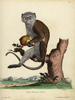 Linn: Diana monkey or Diana guenon, Cercopithecus