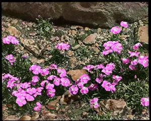 Dianthus Alpinus (Alpine Pink)