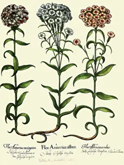 Dianthus: Dianthus barbatus