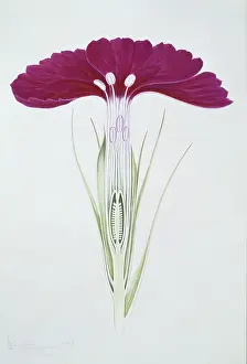 Dianthus: Dianthus barbatus, sweet William