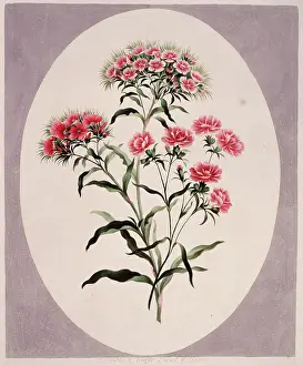 Dianthus: Dianthus barbatus, sweet william