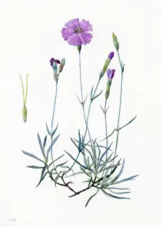 Dianthus: Dianthus caesius - Cheddar pink