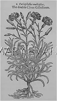 Clove: DIANTHUS CARIOPHYLLUS