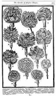 Sole: Dianthus (Carnations and Pinks) From John Parkinson