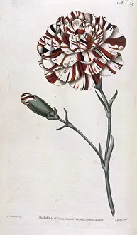 Franklins: DIANTHUS CARYOPHYLLUS
