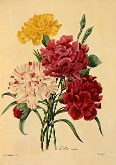 Carnations: Dianthus caryophyllus