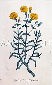 Clove: DIANTHUS CARYOPHYLLUS