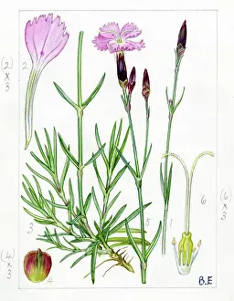 Dianthus: Dianthus caryophyllus - carnation
