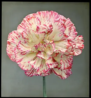 Delicate: Dianthus Caryophyllus (Carnation)