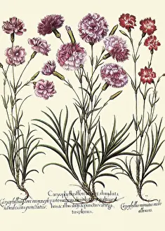 Dianthus: Dianthus caryophyllus, Dianthus deltoides
