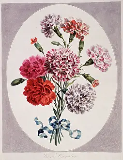 Dianthus: Dianthus caryophyllus, various carnations