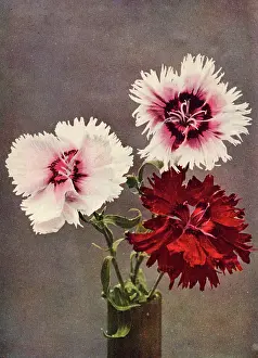 Dianthus: Dianthus Chinensis, var. Heddewigii