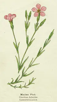 Dianthus: DIANTHUS DELTOIDES