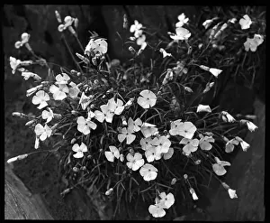 Malby: Dianthus Frigidus