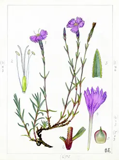 Gallic: Dianthus gallicus - Jersey pink