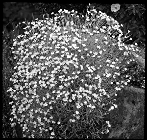 Malby: Dianthus Hungaricus