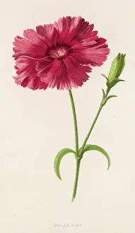 Dianthus: DIANTHUS/INDIAN PINK 19C