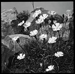 Malby: Dianthus Neglectus (Alpine Pink)