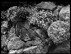 Malby: Dianthus on an outcrop