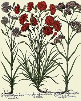 Dianthus: Dianthus plumarius