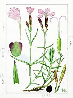 Strudwick: Dianthus plumarius - garden pink