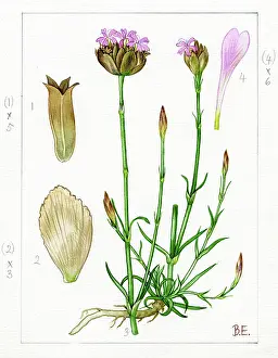 Shingle: Dianthus prolifer
