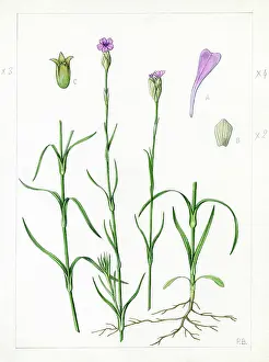 Bland: Dianthus prolifer