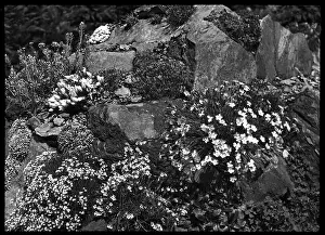 Malby: Dianthus in a rocky setting