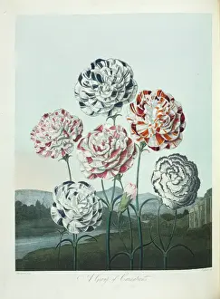 Multicoloured: Dianthus sp. Carnations