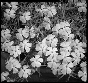 Malby: Dianthus species (unidentified)