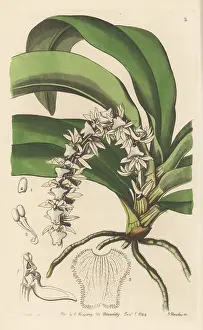 Nurseryman: Diaphananthe pellucida orchid