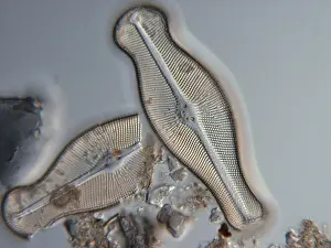 Extensive: Diatom, Didymosphenia geminata, LM