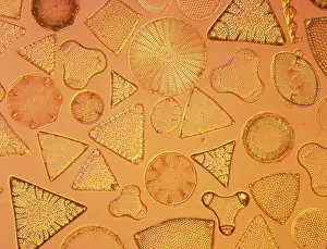 Alga: Diatoms