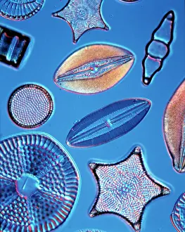 Alga: Diatoms