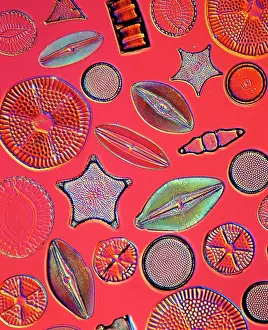 Alga: Diatoms