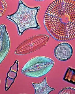 Alga: Diatoms