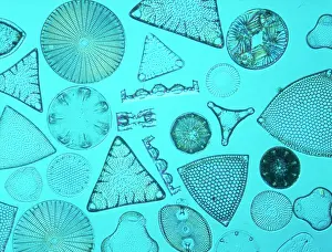 Alga: Diatoms