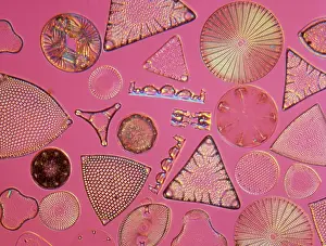 Alga: Diatoms