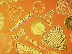 Alga: Diatoms