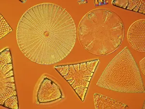 Alga: Diatoms