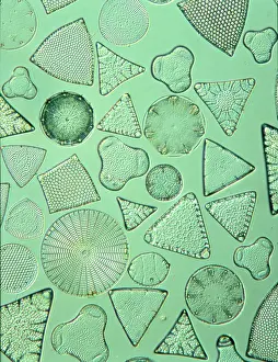 Alga: Diatoms