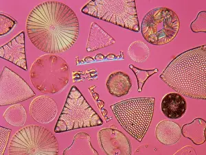 Alga: Diatoms