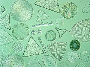 Alga: Diatoms