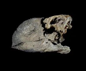 U.s.a: Diatryma steini skull