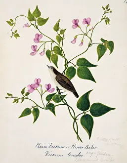Bushby: Dicaeum concolor, plain flowerpecker