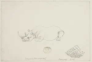 Rhinocerotidae: Diceros bicornis, black rhinoceros