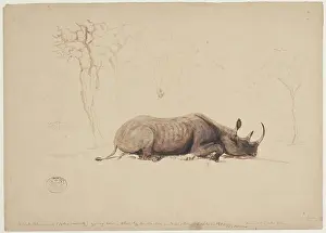 Rhinocerotidae: Diceros bicornis, black rhinoceros