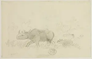Locomotion: Diceros bicornis, black rhinoceros